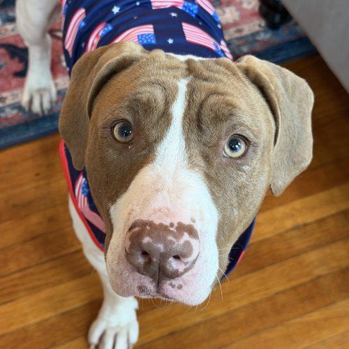 Enlarge Rubi, a Adoptable mixed breed in Georgetown, KY image 5/6
