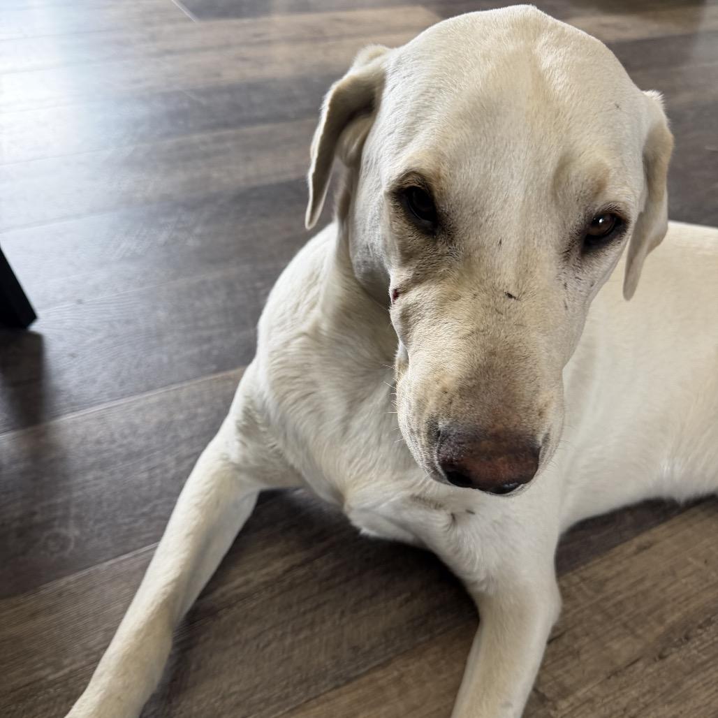 Enlarge Jaxon, a Adoptable mixed breed in Klamath Falls, OR image 1/1
