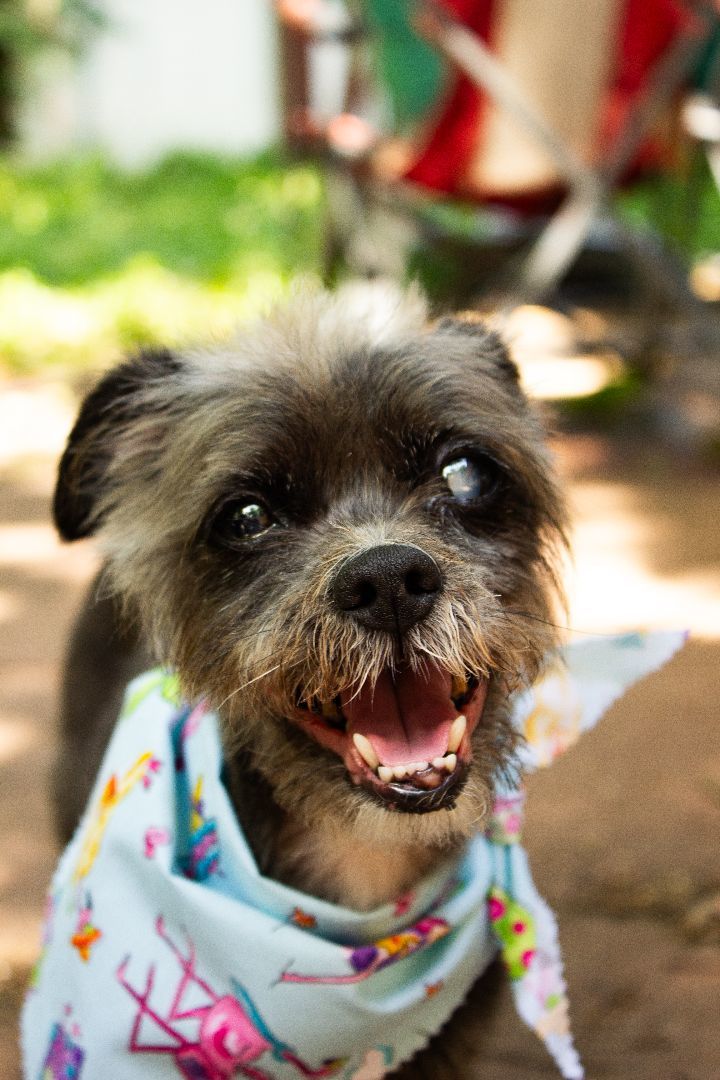 Gizmo, a Adopted mixed breed in Houston, TX image 1/8