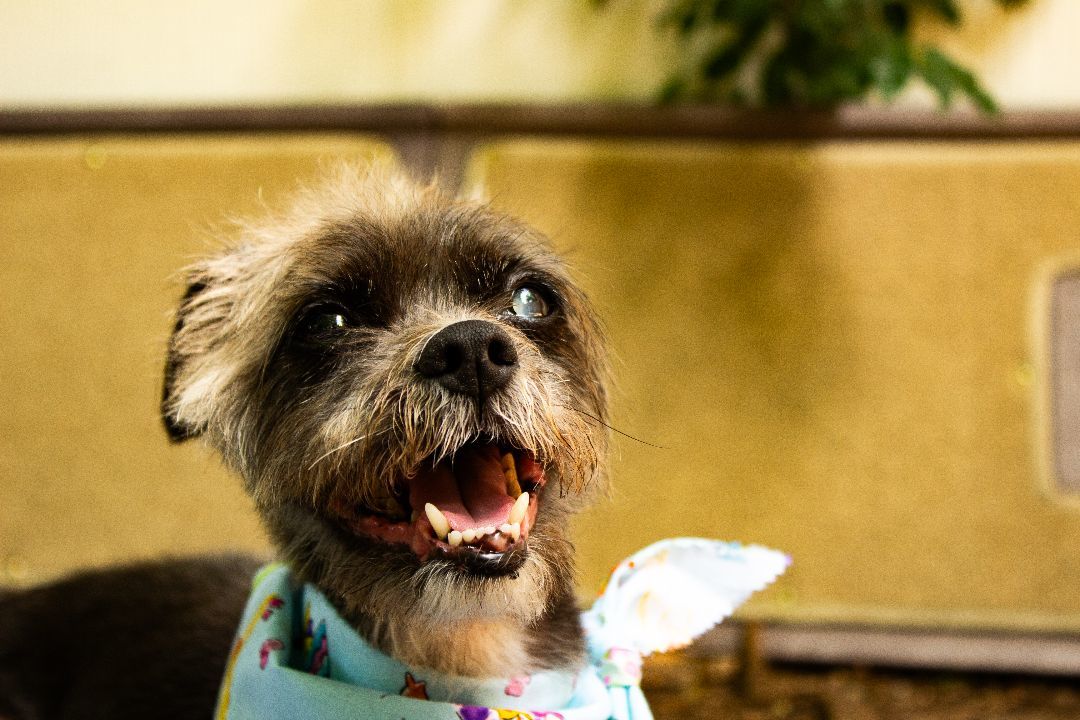 Gizmo, a Adopted mixed breed in Houston, TX image 2/8