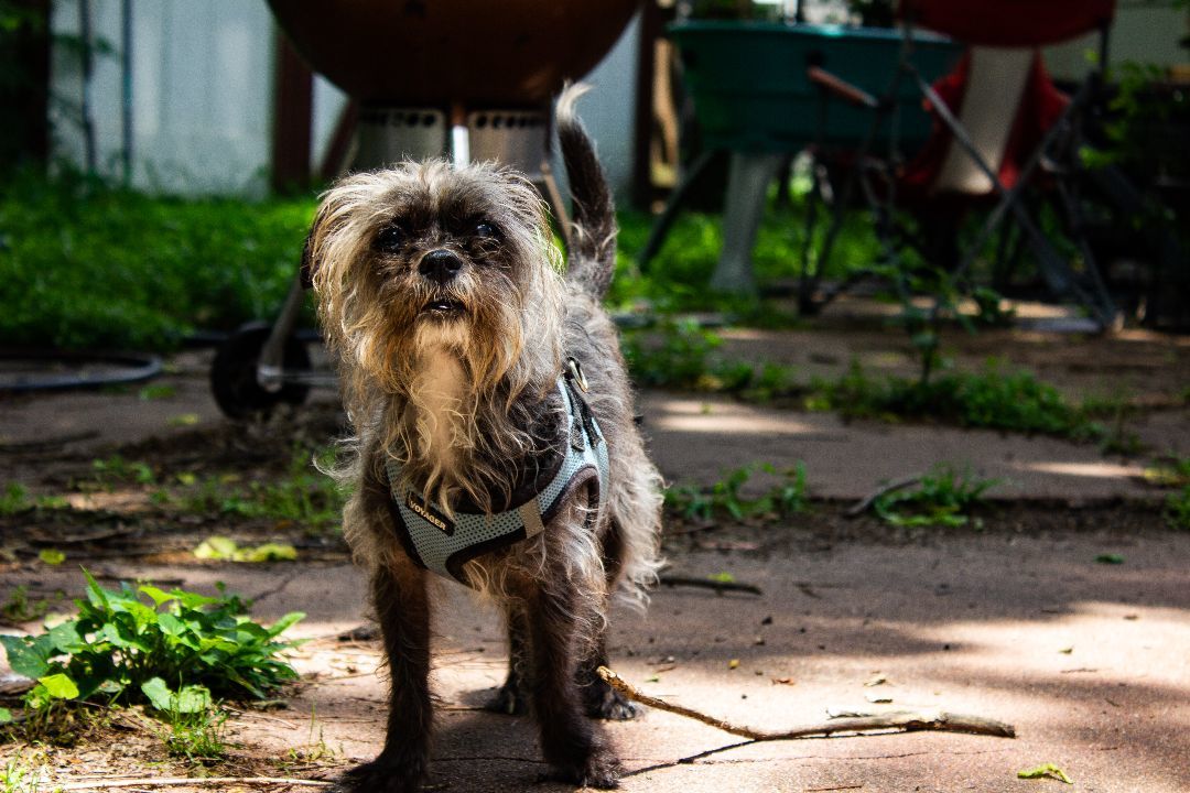 Gizmo, a Adopted mixed breed in Houston, TX image 3/8