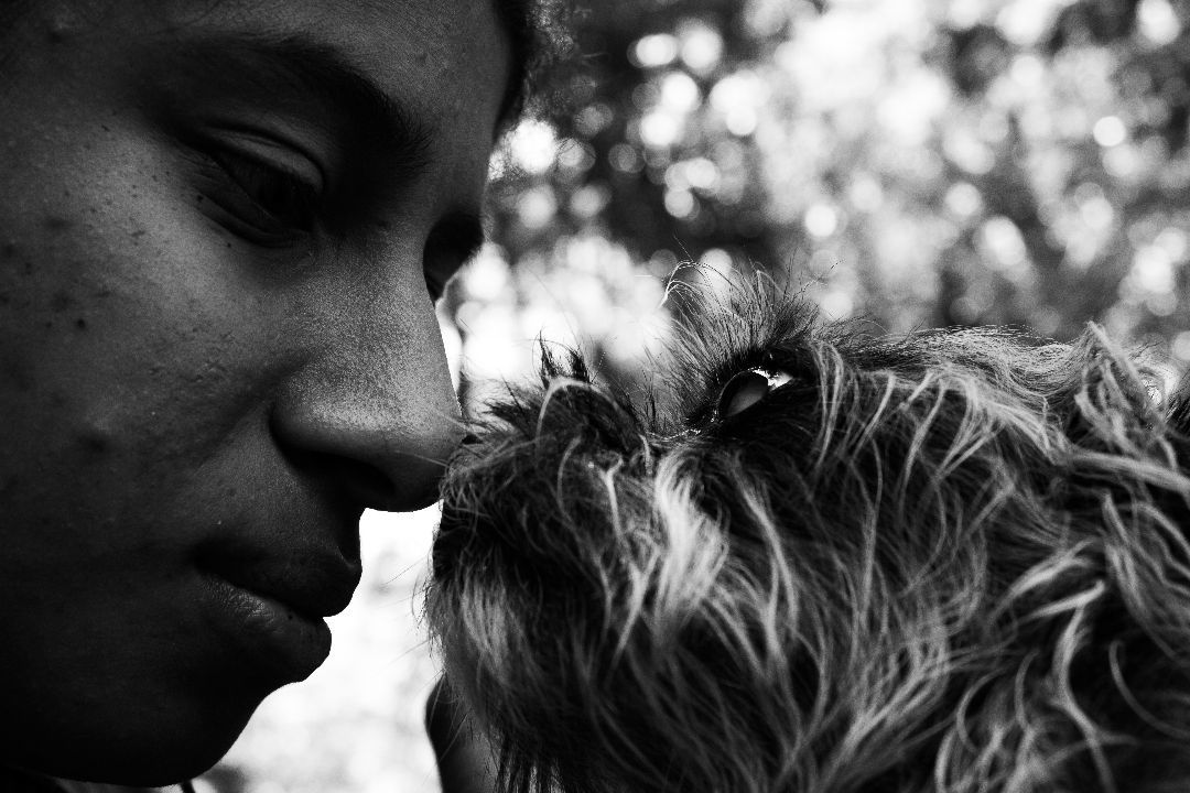 Gizmo, a Adopted mixed breed in Houston, TX image 4/8