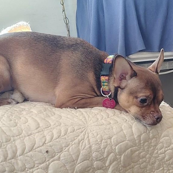 Dobby Version Dobby - Adoptable Pet | Petfinder
