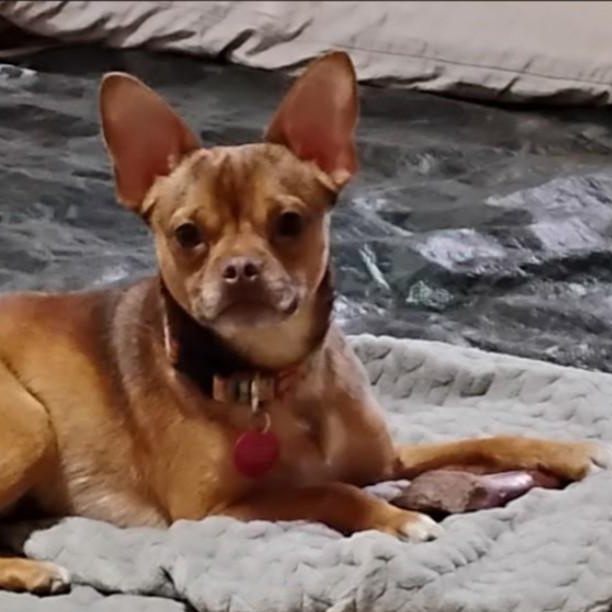 Dobby Version Dobby - Adoptable Pet | Petfinder