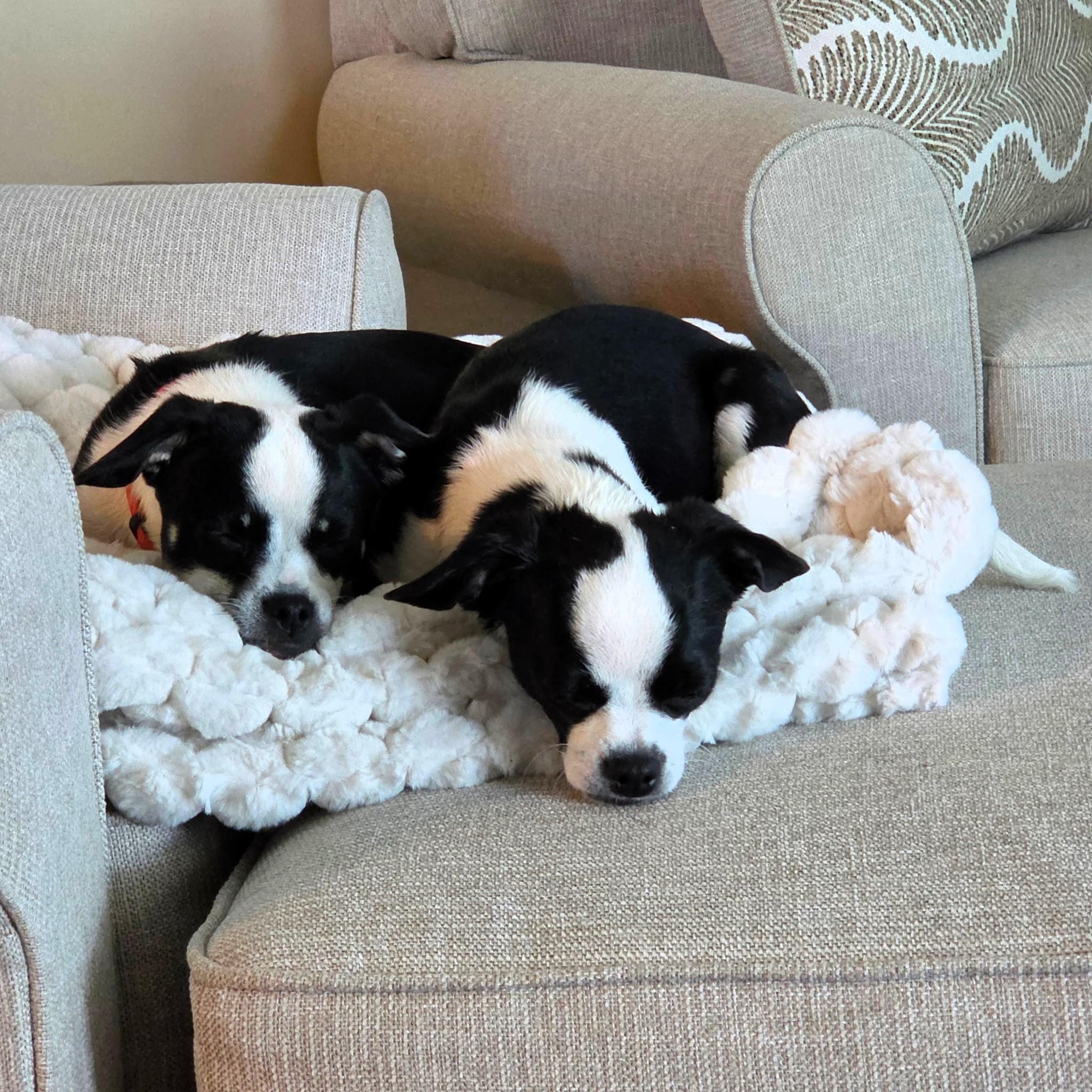 David & Alexis, a ADOPTABLE mixed breed in Salt Lake City, UT image 2/2