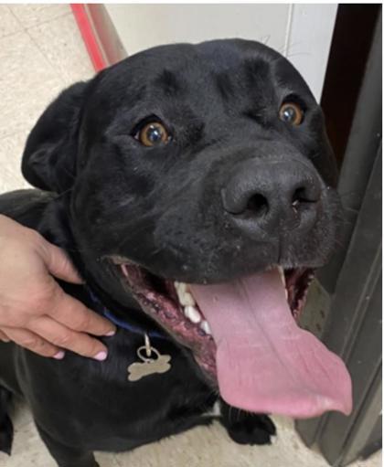 Zeus, Adoptable, Puppy Male Labrador Retriever & Mixed Breed.