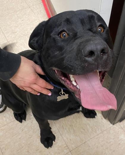 Zeus, a Adoptable mixed breed in Burlington, WA image 2/2