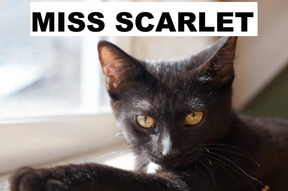Miss Scarlet photo