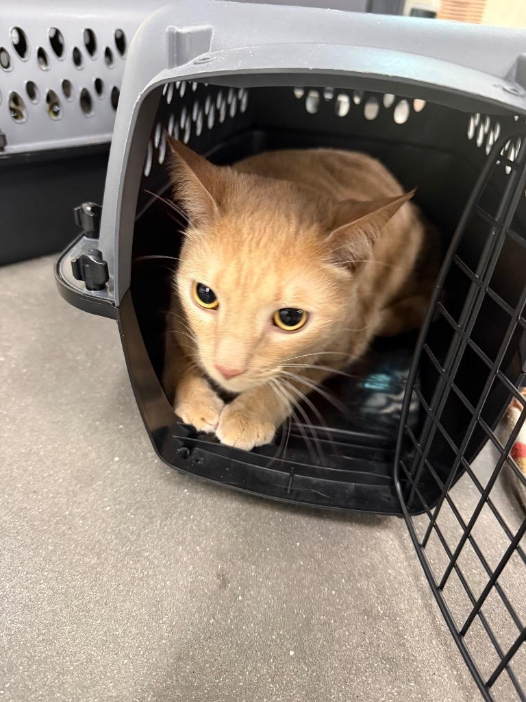 Jeffrey, Adoptable, Young Male Domestic Short Hair.