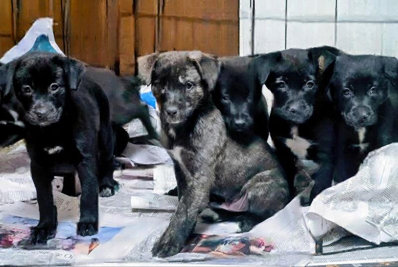 Noelle, Adoptable, Puppy Female Labrador Retriever.