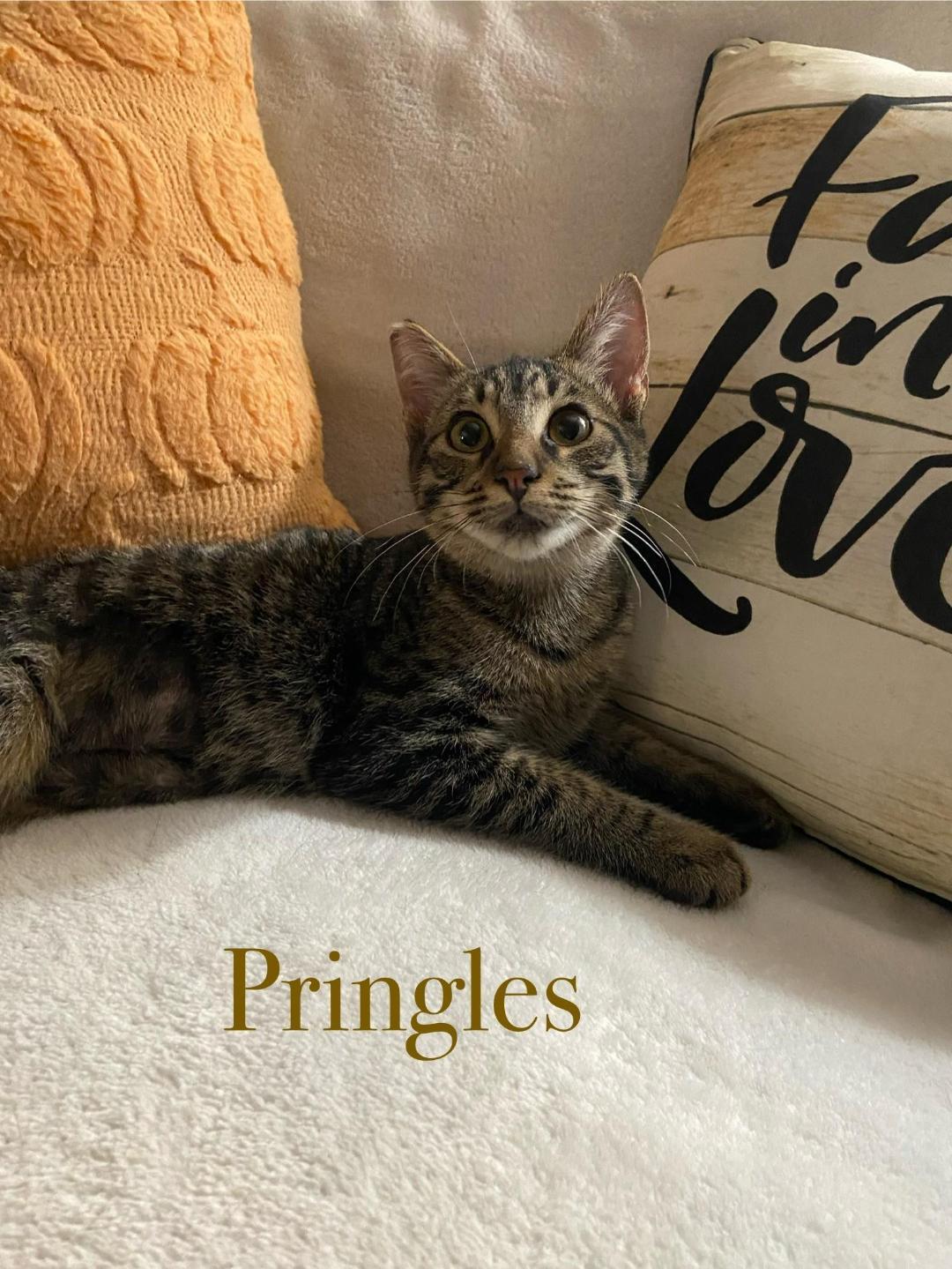 Enlarge Pringles, a Adoptable Domestic Short Hair in Oceanside, CA image 1/6