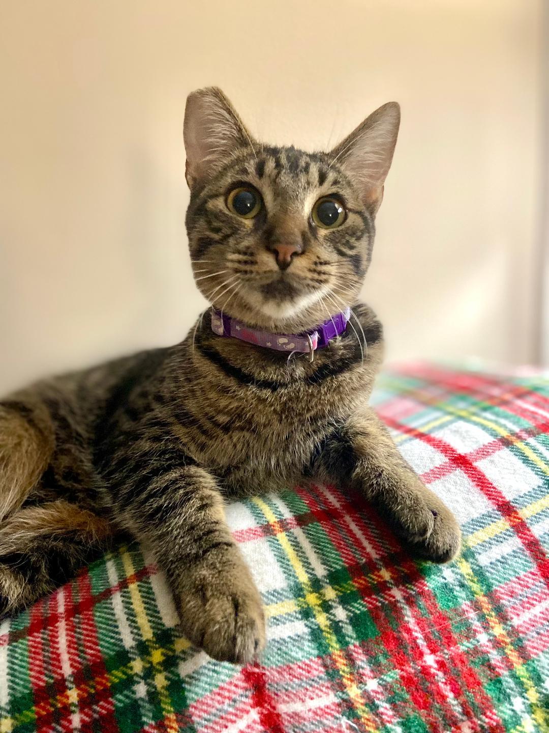 Enlarge Pringles, a Adoptable Domestic Short Hair in Oceanside, CA image 6/6