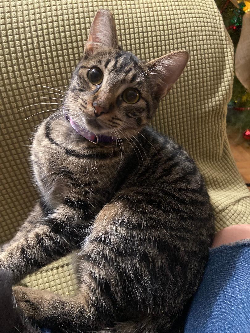 Enlarge Pringles, a Adoptable Domestic Short Hair in Oceanside, CA image 5/6