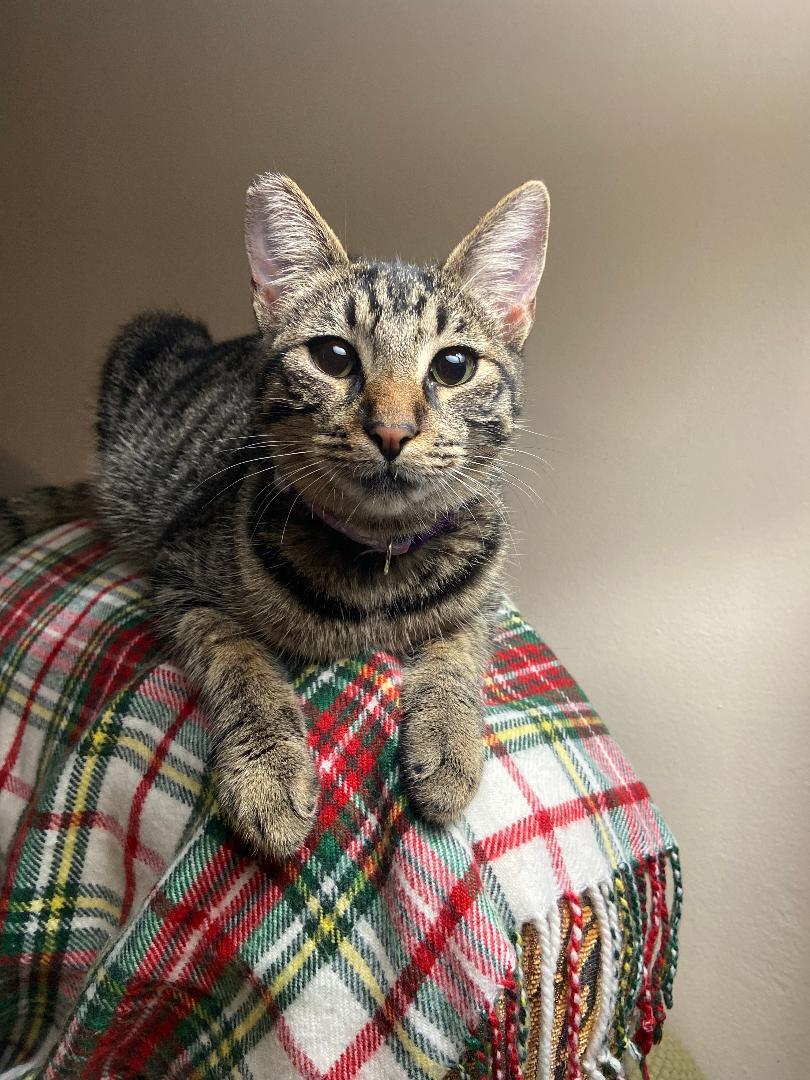 Enlarge Pringles, a Adoptable Domestic Short Hair in Oceanside, CA image 4/6