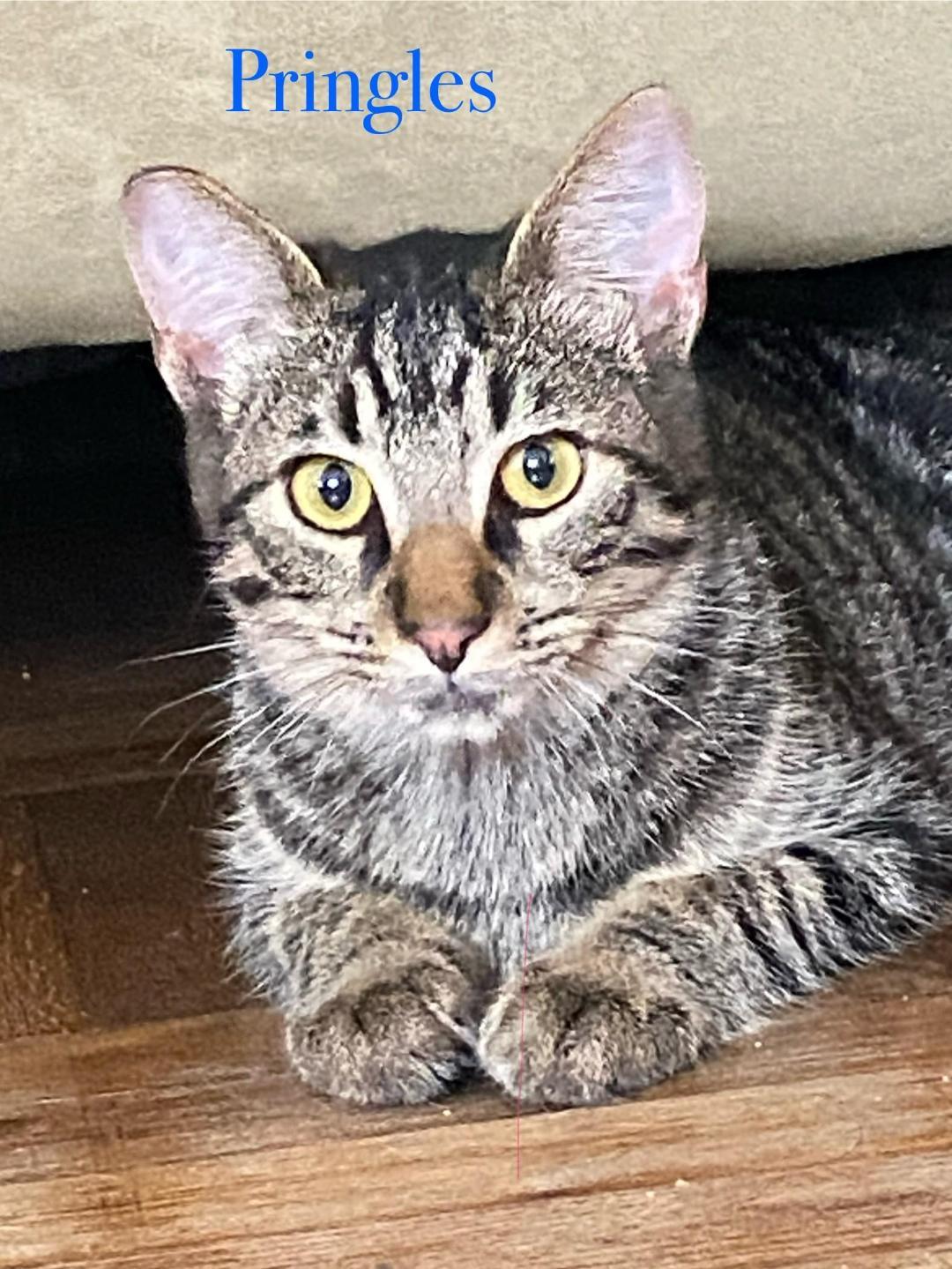 Enlarge Pringles, a Adoptable Domestic Short Hair in Oceanside, CA image 3/6