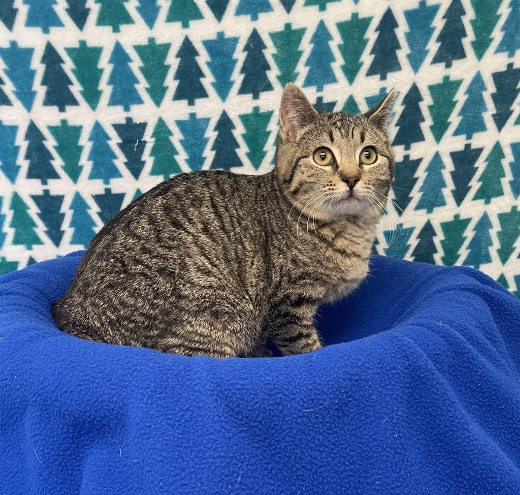 Alice, ADOPTABLE, Kitten Female Domestic Short Hair.