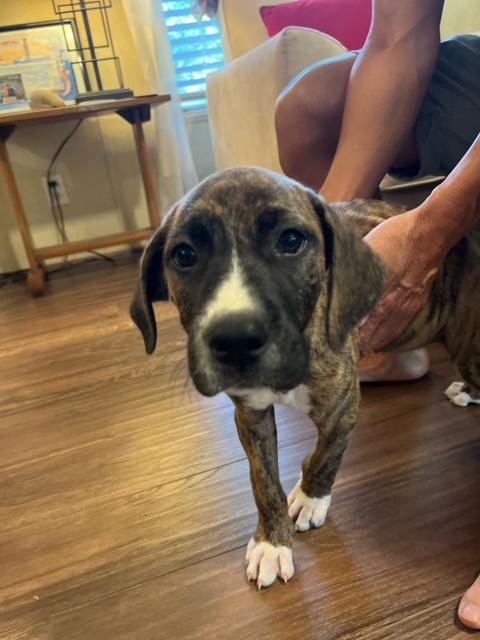 Enlarge SASHA, a Adopted mixed breed in Somerville, TX image 1/1