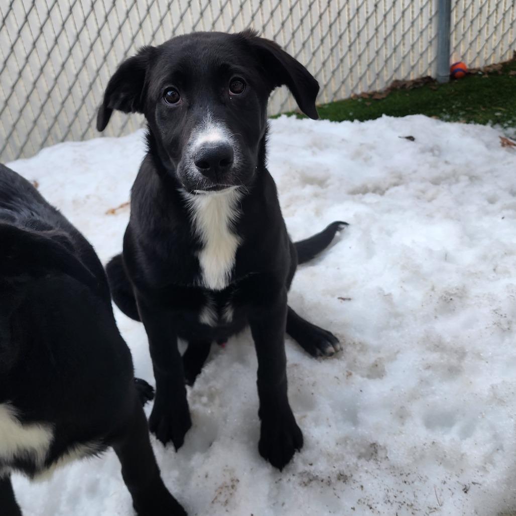 Enlarge Oreo, a Adoptable Mixed Breed in Bedford, NH image 1/1