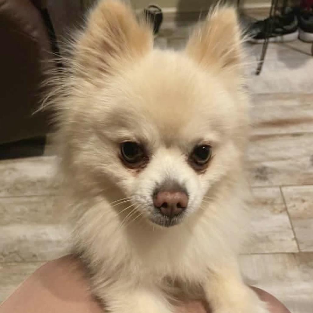 Dexter — thumbnail 2