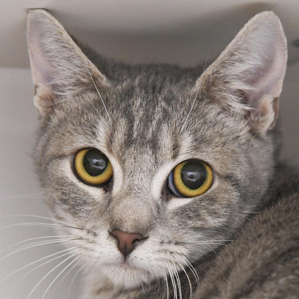 Gracie, Adoptable, Young Female Domestic Short Hair.