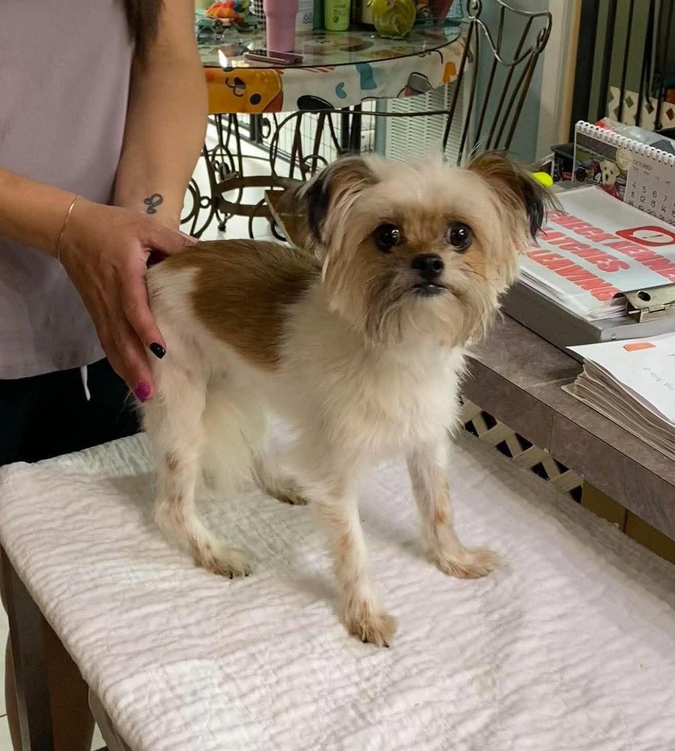 Coraline (NOT YET AVAILABLE), Adoptable, Adult Female Shih Tzu & Yorkshire Terrier.