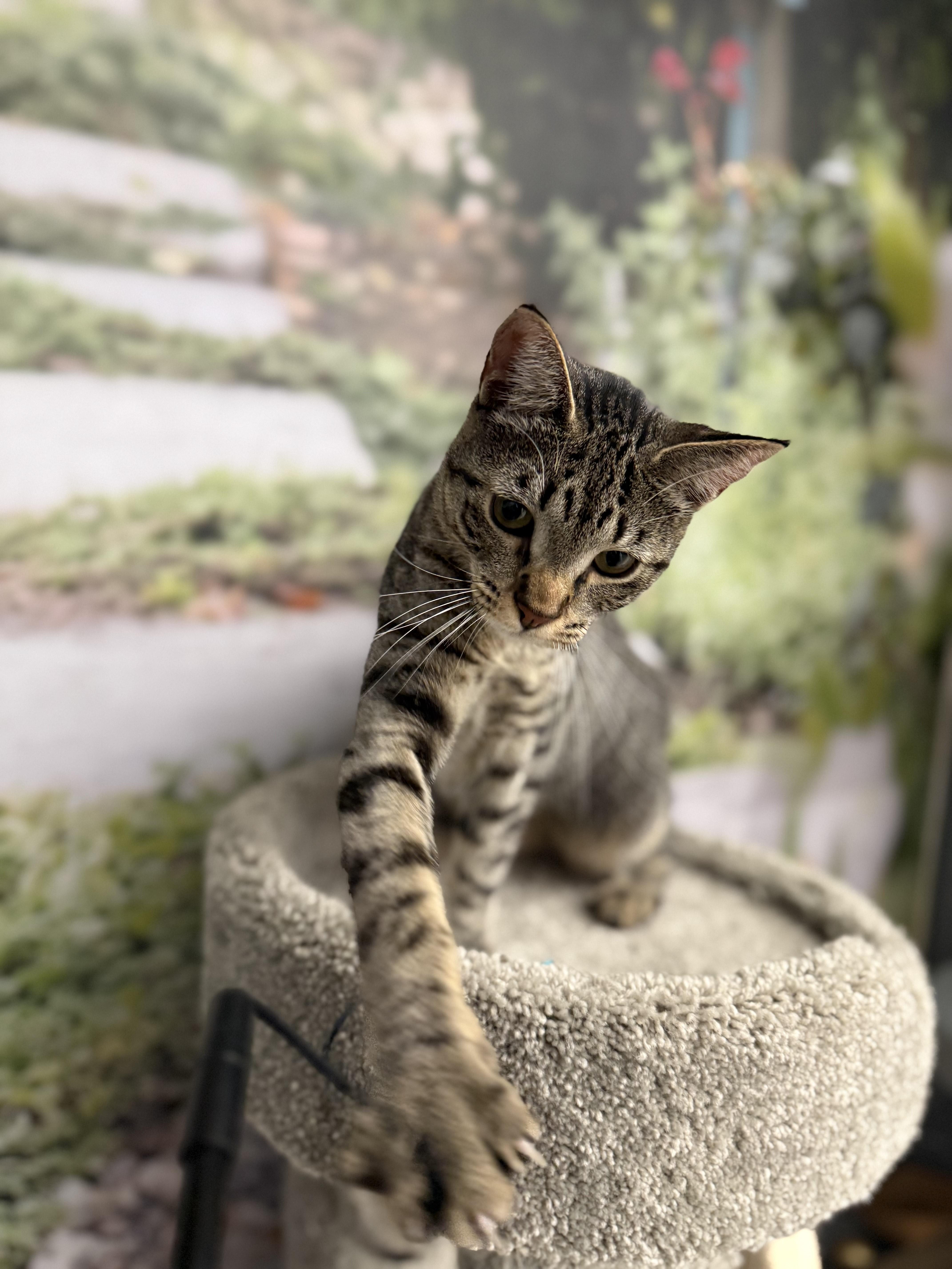 Enlarge Marcello/Abby, an adopted Domestic Short Hair in New York, NY image 2/6