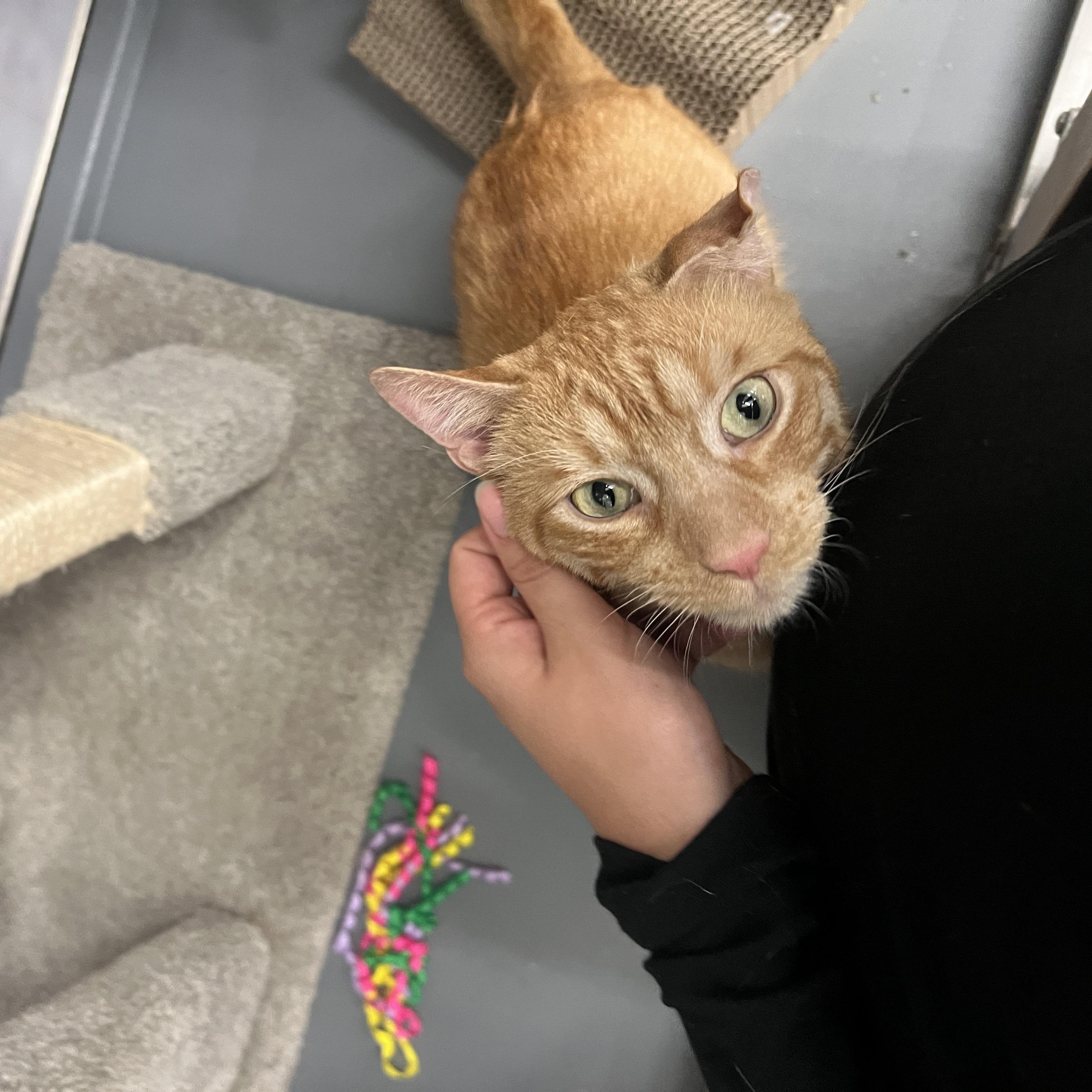 Enlarge Marcello/Abby, an adopted Domestic Short Hair in New York, NY image 3/6