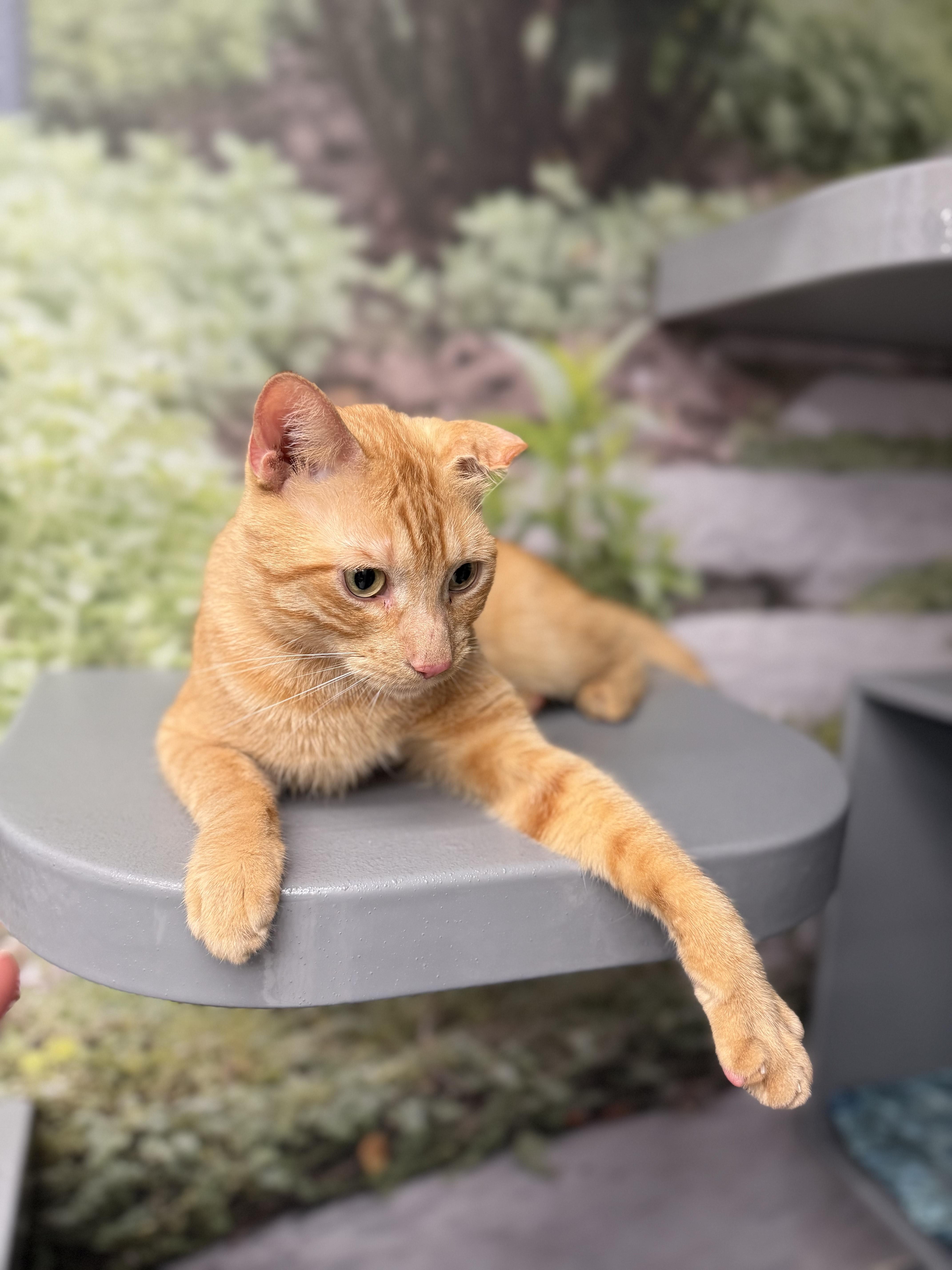 Enlarge Marcello/Abby, an adopted Domestic Short Hair in New York, NY image 1/6