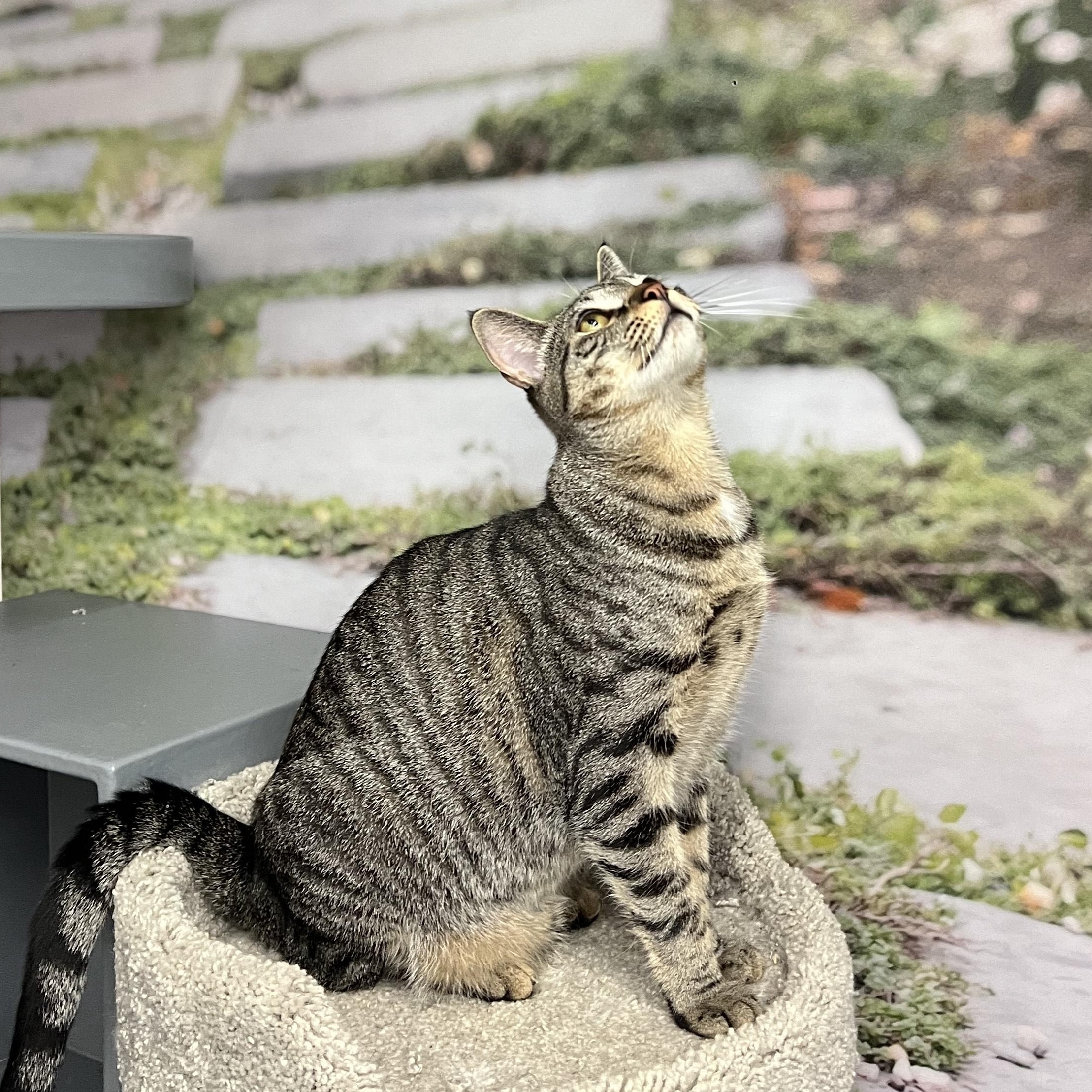 Enlarge Marcello/Abby, an adopted Domestic Short Hair in New York, NY image 4/6