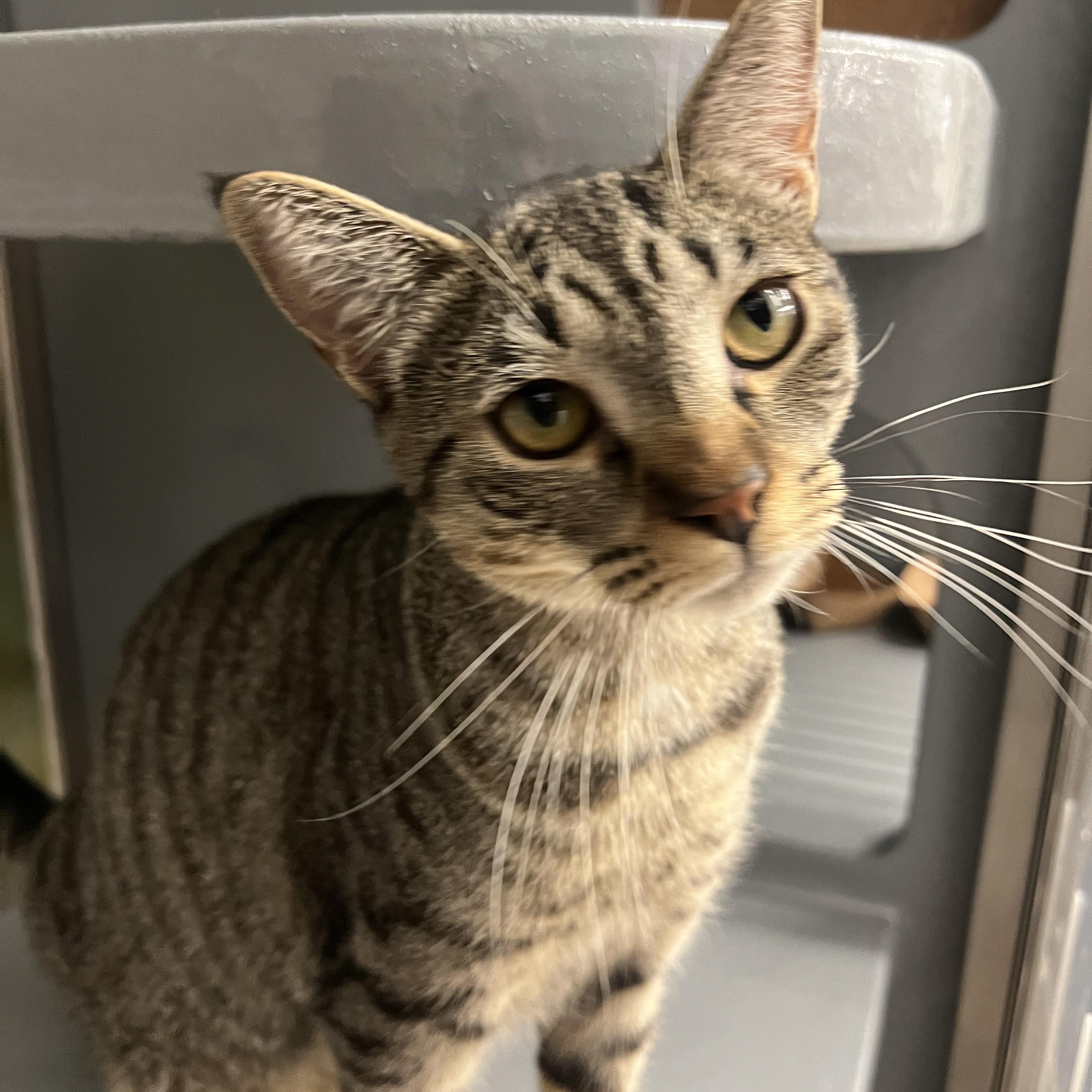 Enlarge Marcello/Abby, an adopted Domestic Short Hair in New York, NY image 5/6