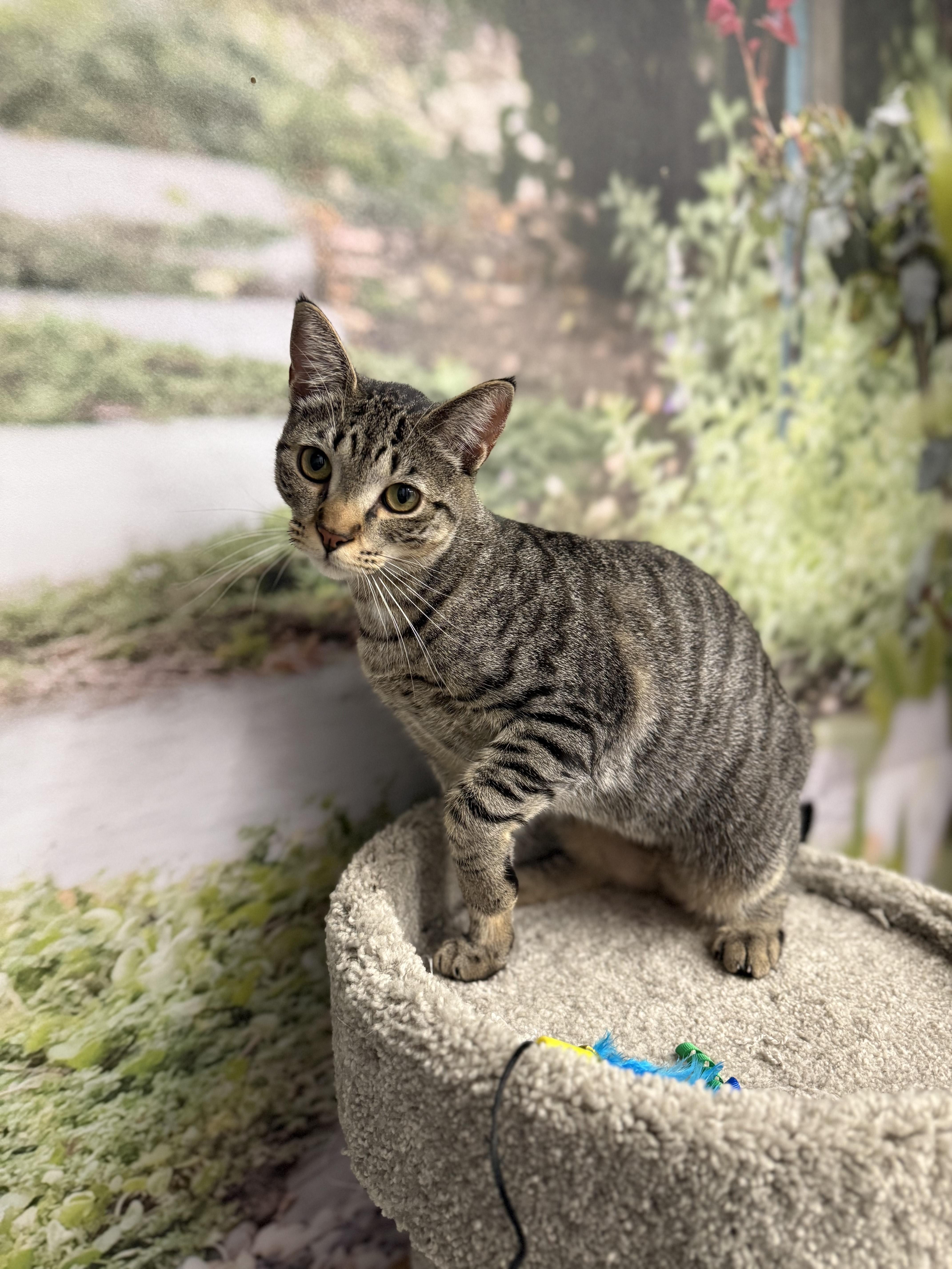 Enlarge Marcello/Abby, an adopted Domestic Short Hair in New York, NY image 6/6