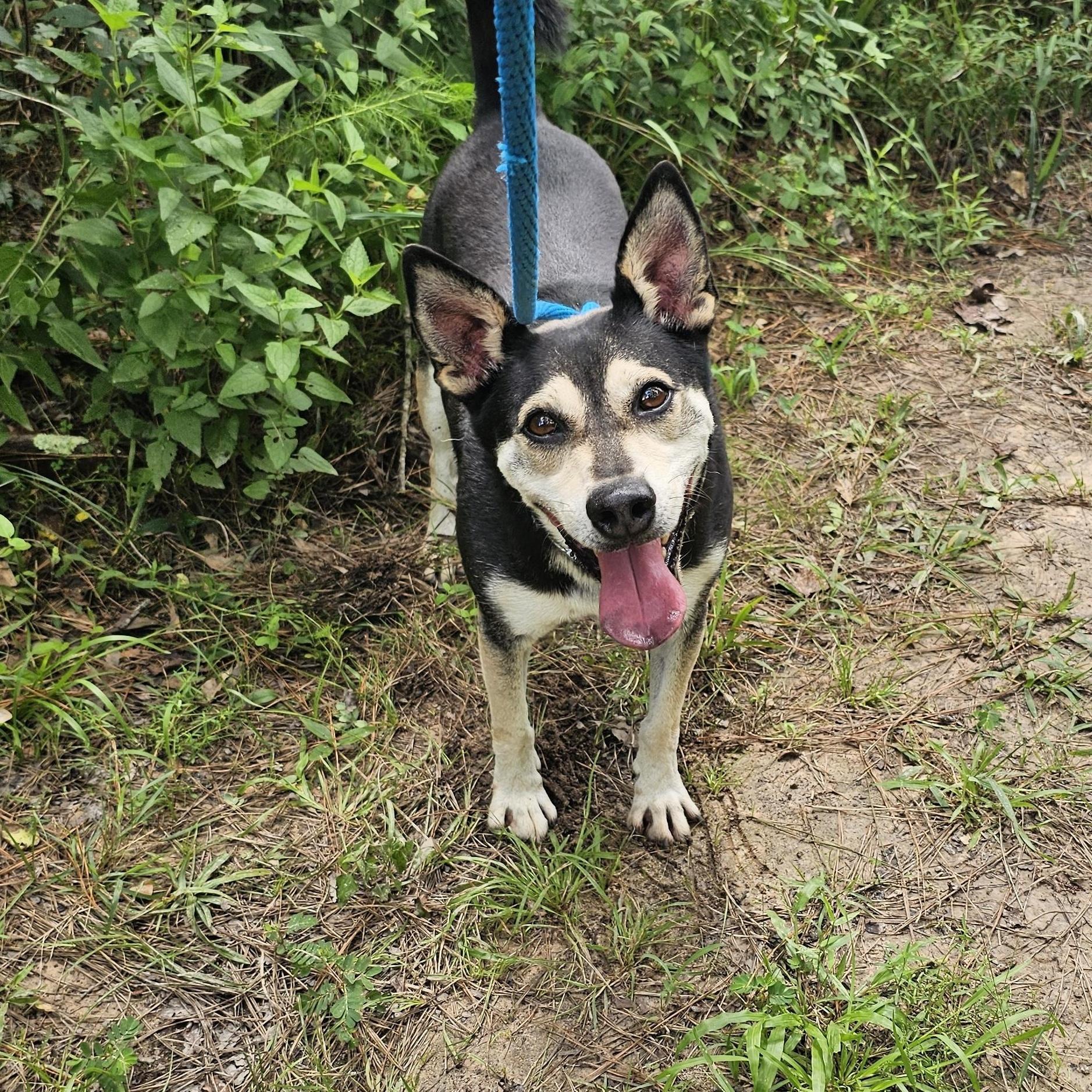 Benji, a Adoptable mixed breed in Willis, TX image 2/6