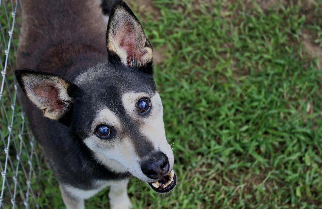 Benji, a Adoptable mixed breed in Willis, TX image 3/6