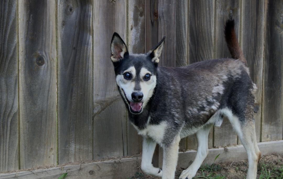 Benji, Adoptable, Senior Male Australian Kelpie & Rat Terrier.