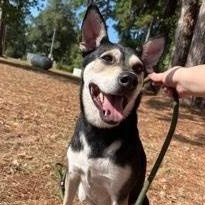 Benji, a Adoptable mixed breed in Willis, TX image 5/6