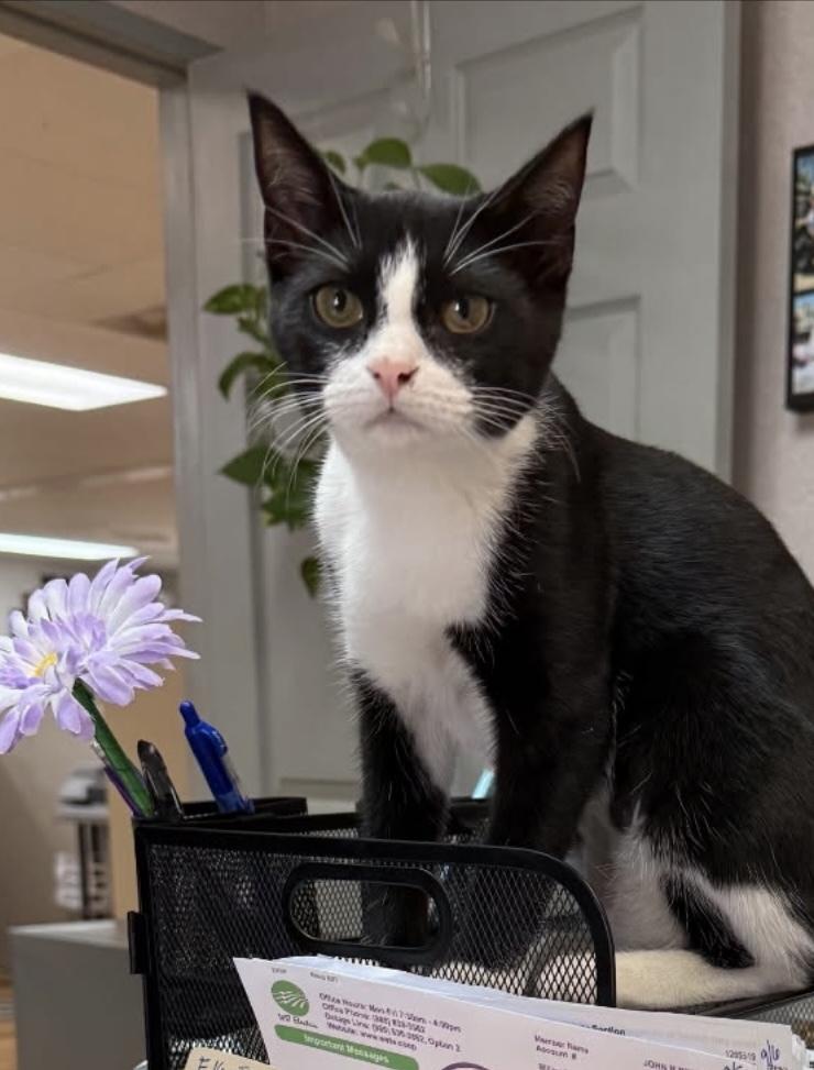 Missy, Adoptable, Kitten Female Domestic Short Hair.