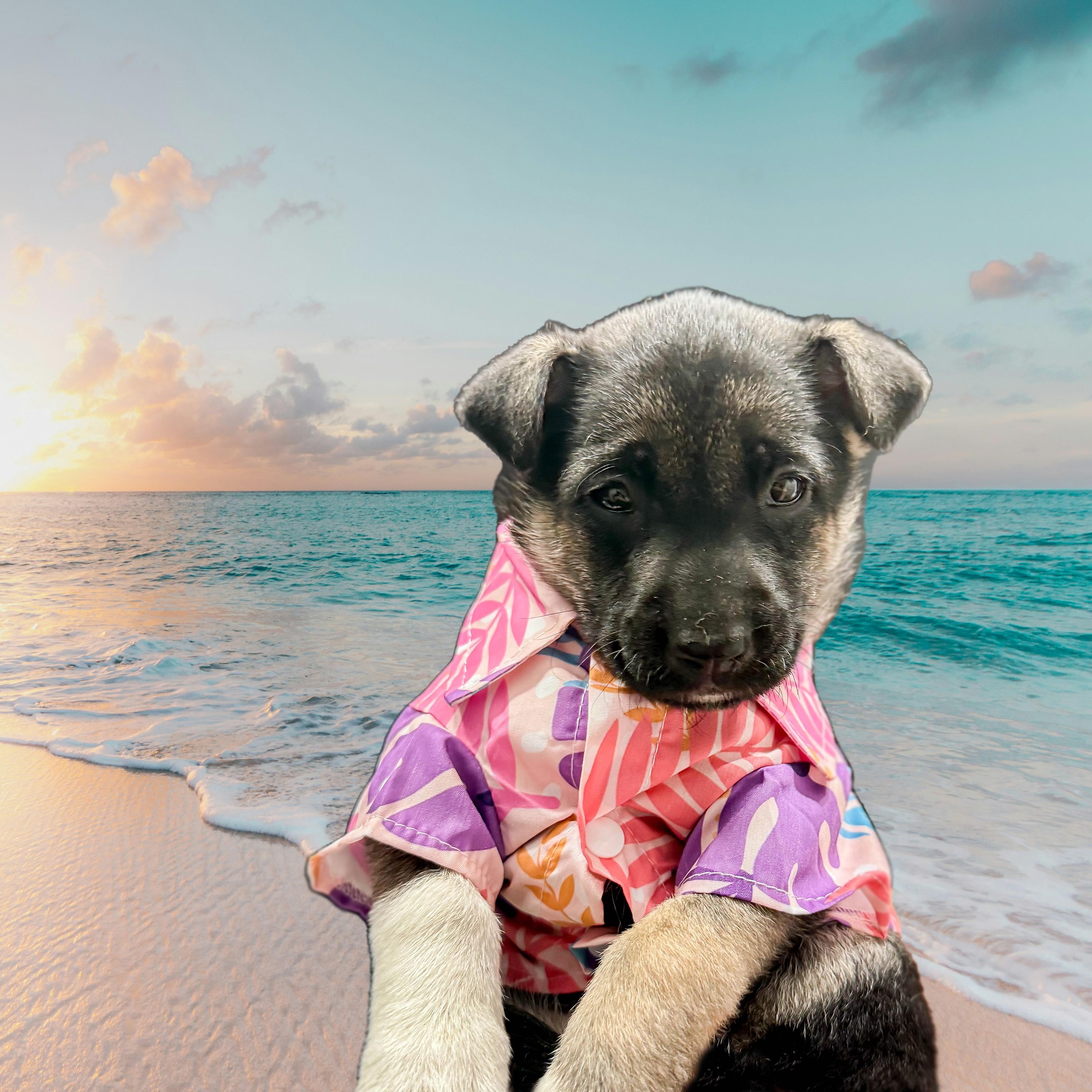 Kiwi, adopted, Puppy Female German Shepherd Dog.