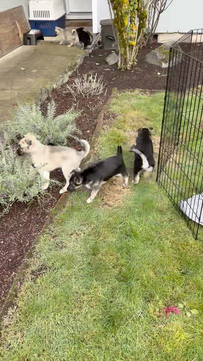 Enlarge Kiwi, an adopted mixed breed in La Center, WA video 2/3