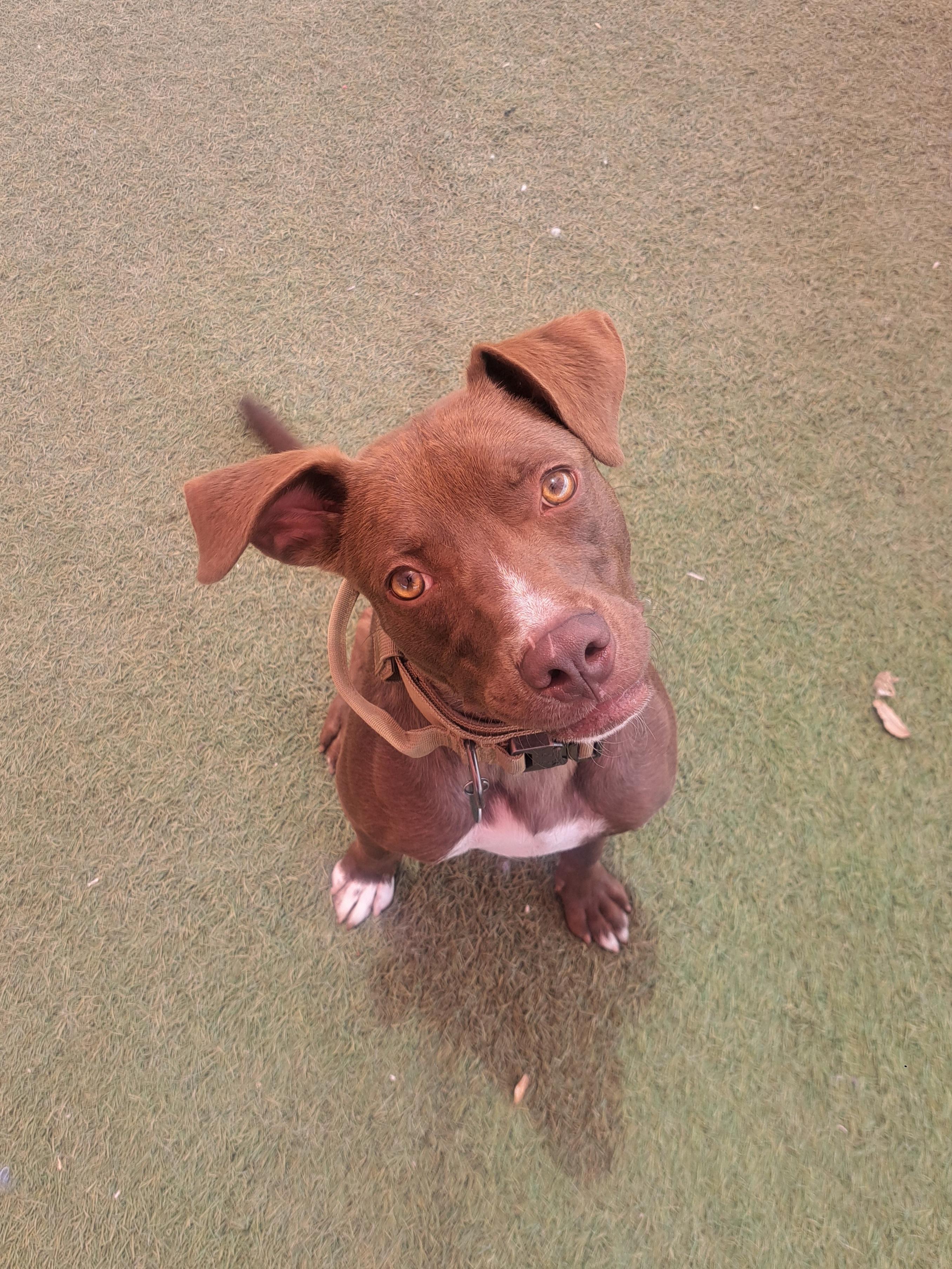 Hyde, an adoptable Pit Bull Terrier, Whippet in Glendale, AZ, 85307 | Photo Image 4