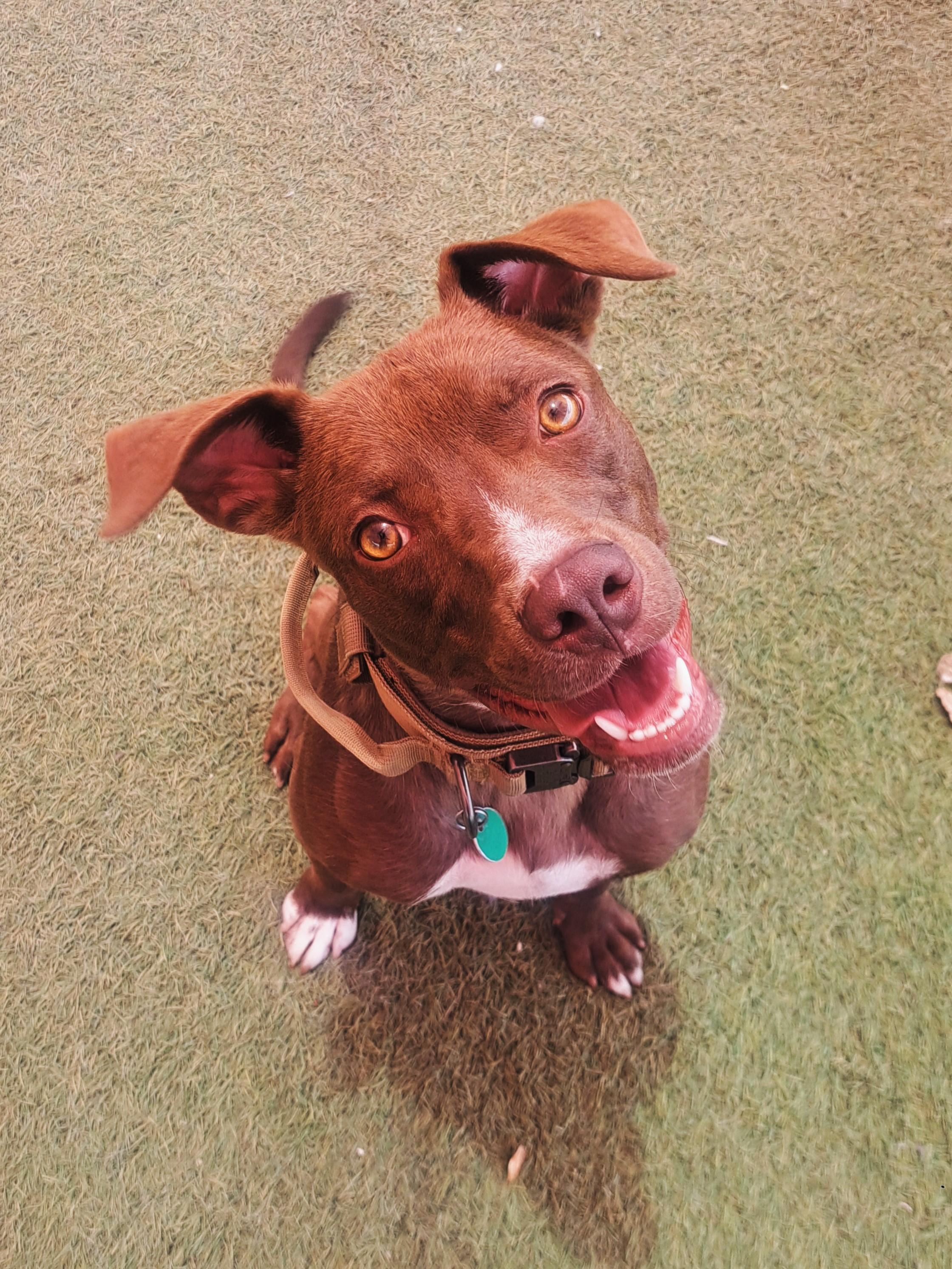 Hyde, an adoptable Pit Bull Terrier, Whippet in Glendale, AZ, 85307 | Photo Image 2