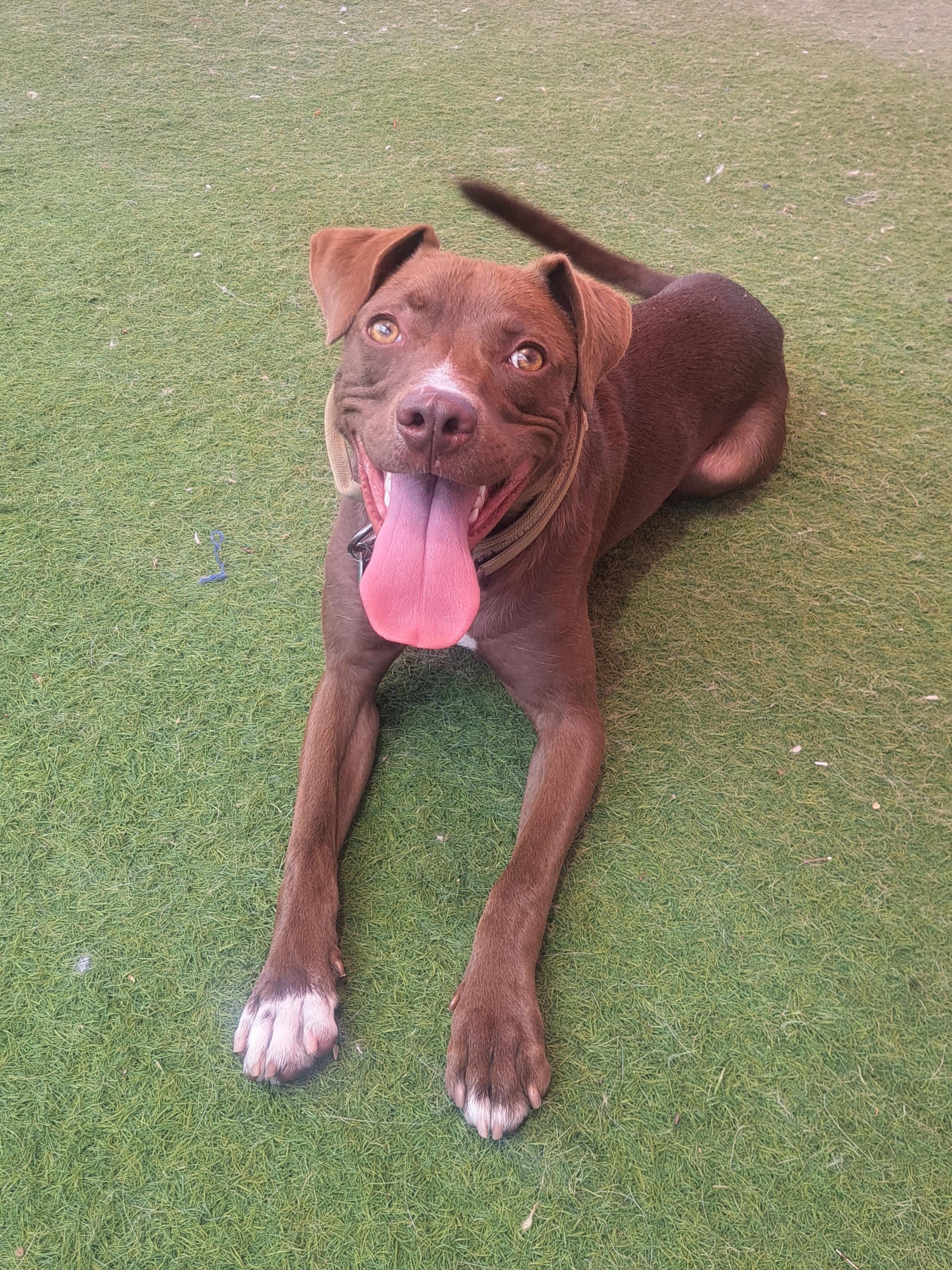 Hyde, an adoptable Pit Bull Terrier, Whippet in Glendale, AZ, 85307 | Photo Image 1