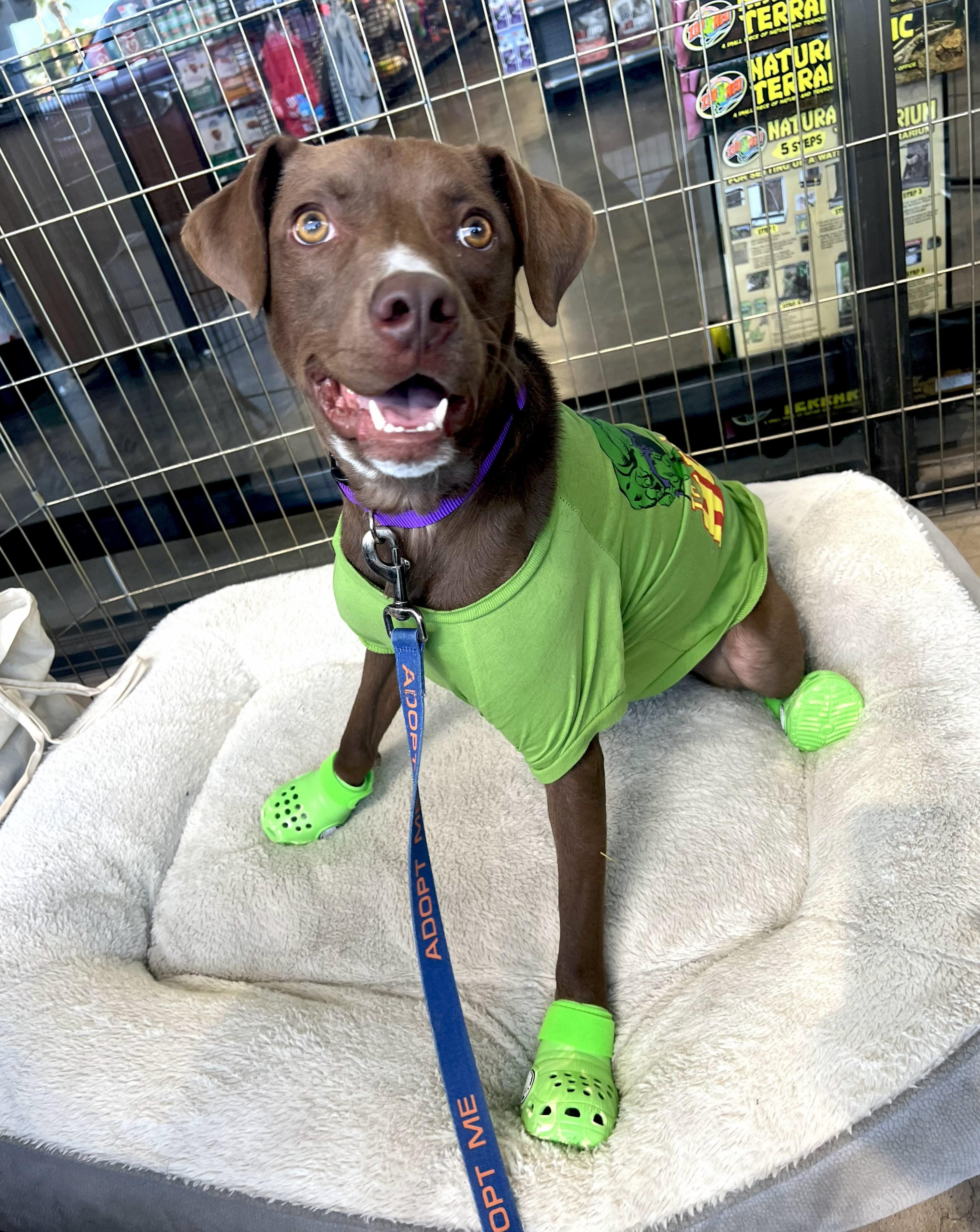 Hyde, a Adoptable mixed breed in Glendale, AZ image 1/5