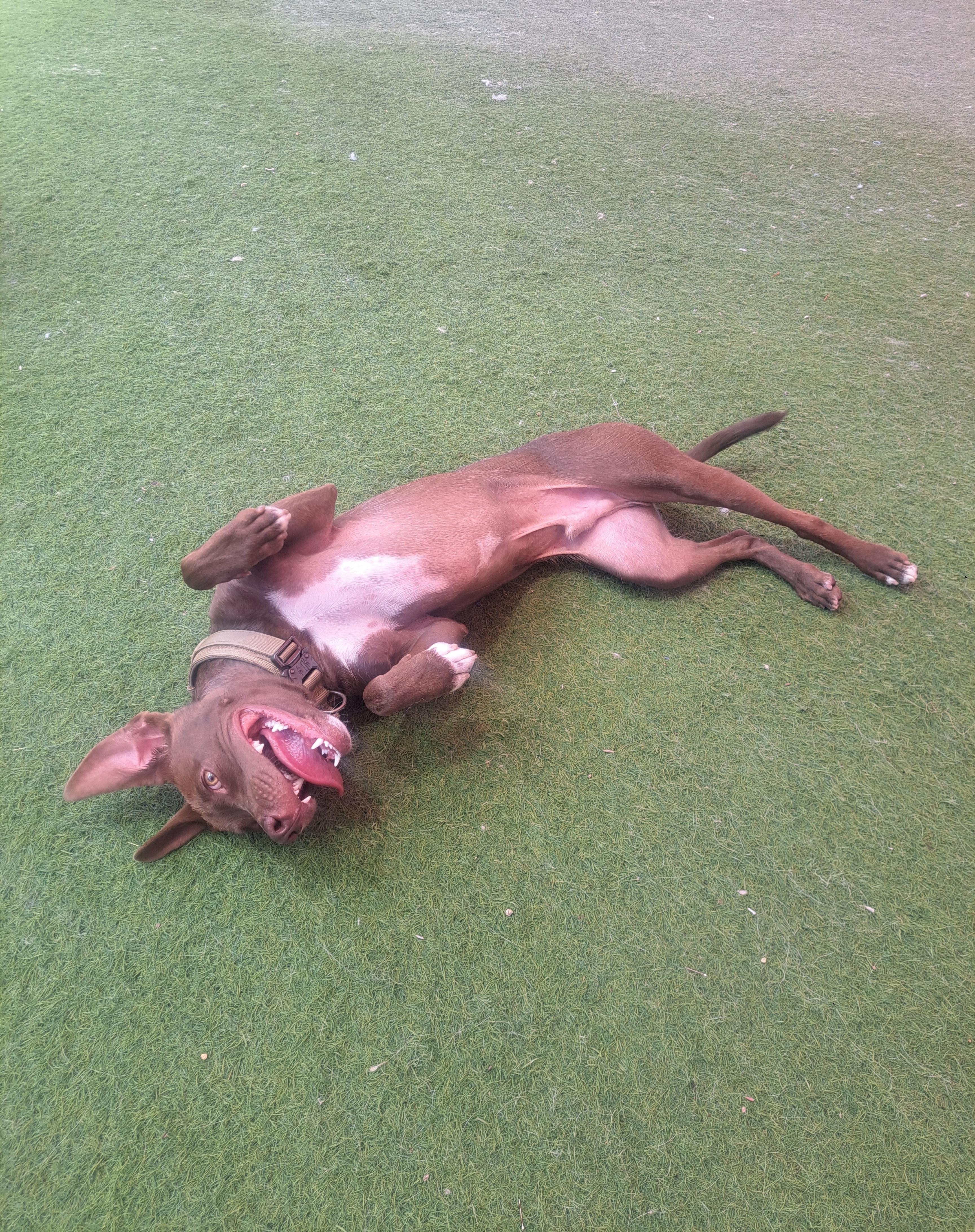 Hyde, an adoptable Pit Bull Terrier, Whippet in Glendale, AZ, 85307 | Photo Image 3