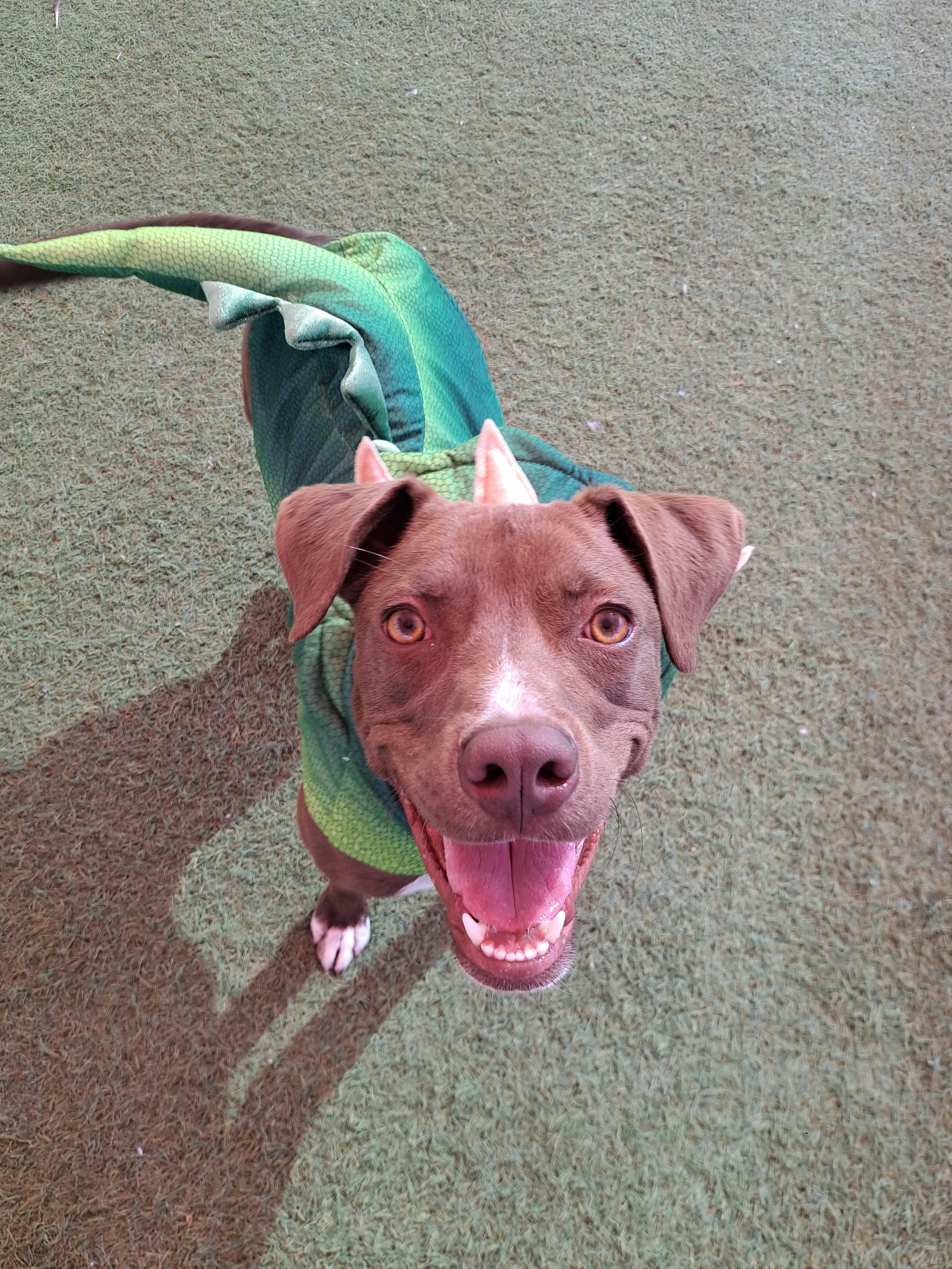 Hyde, an adoptable Pit Bull Terrier, Whippet in Glendale, AZ, 85307 | Photo Image 5