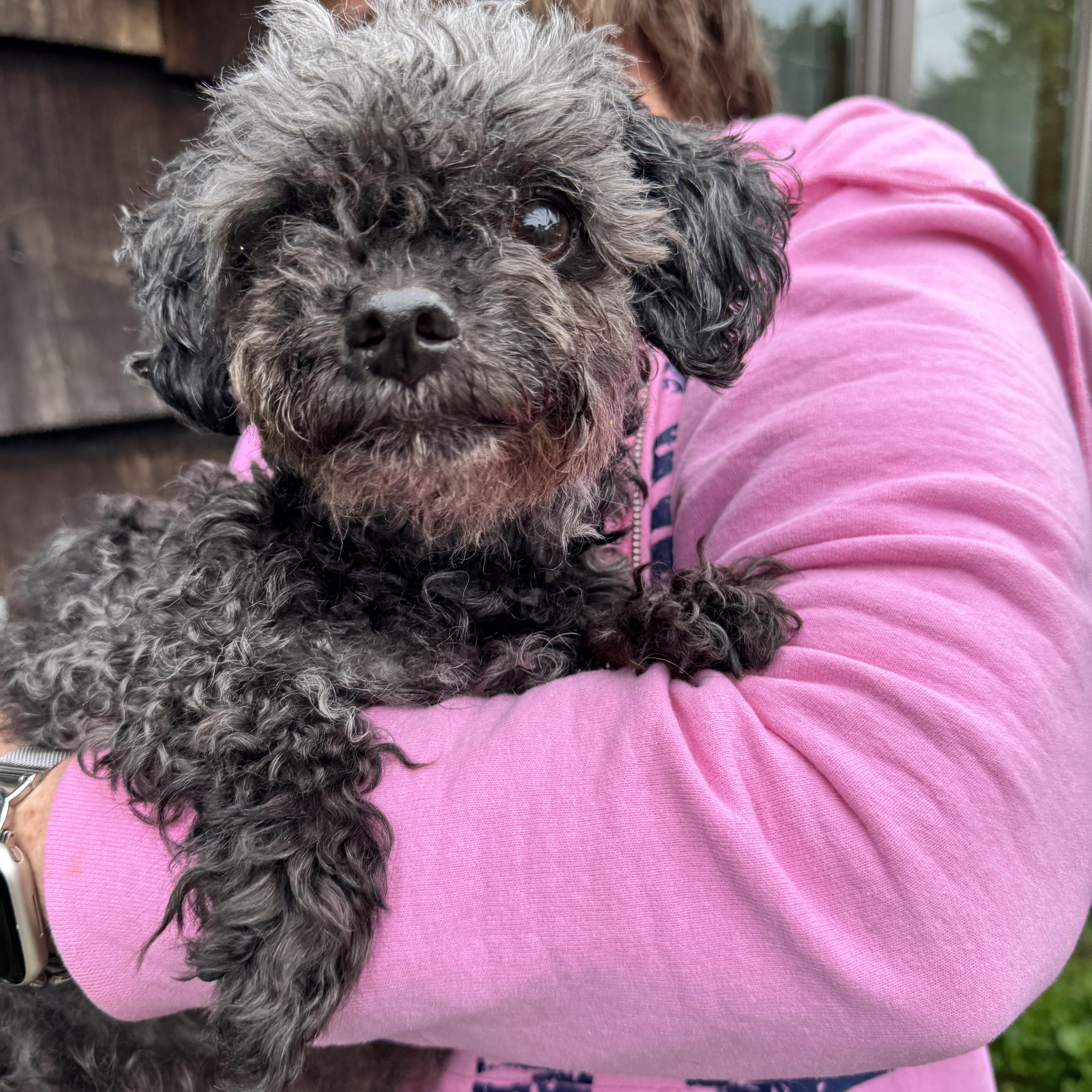 Ireland, an adopted Poodle in Long Beach, NY image 2/2