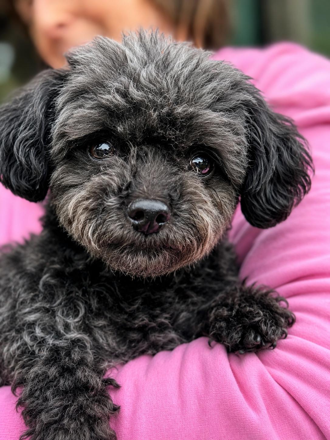 Ireland, adopted, Adult Female Poodle.