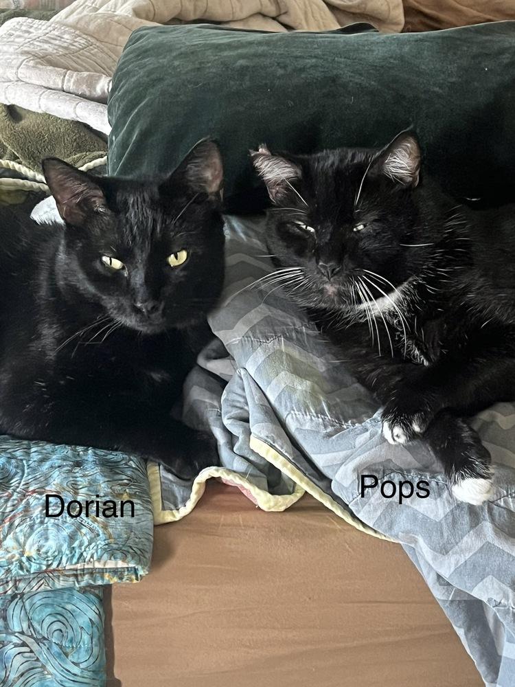 Enlarge Dorian 2022, a Adoptable Domestic Short Hair in Virginia Beach, VA image 1/6