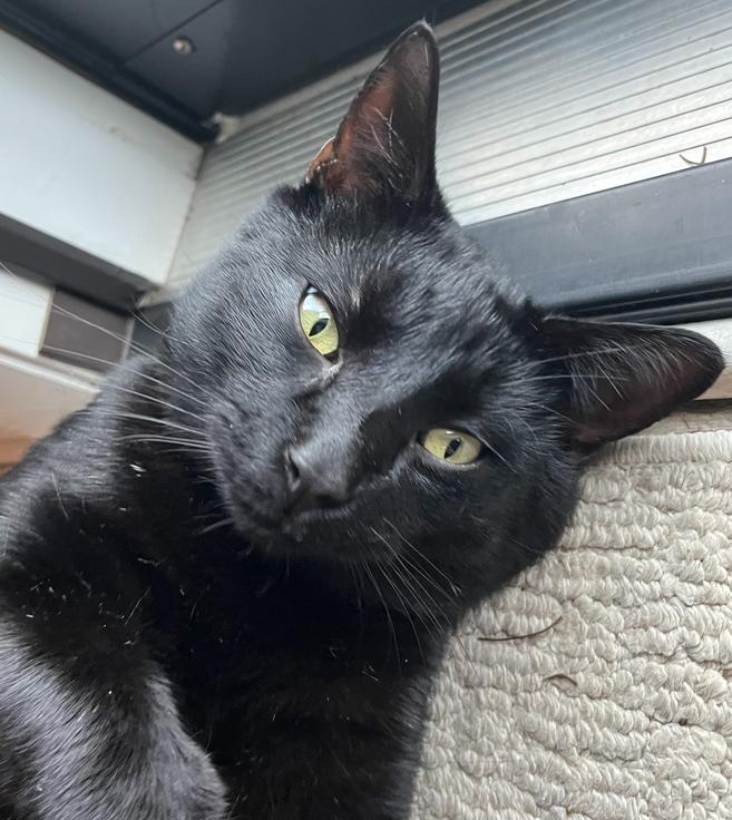 Enlarge Dorian 2022, a Adoptable Domestic Short Hair in Virginia Beach, VA image 2/6