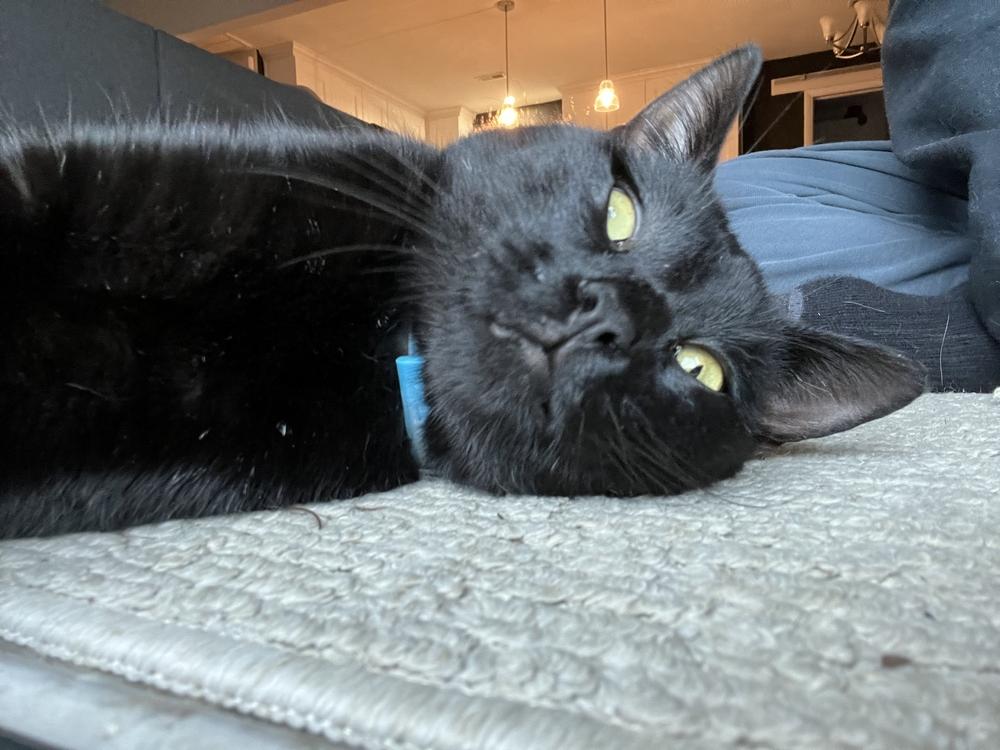 Enlarge Dorian 2022, a Adoptable Domestic Short Hair in Virginia Beach, VA image 3/6