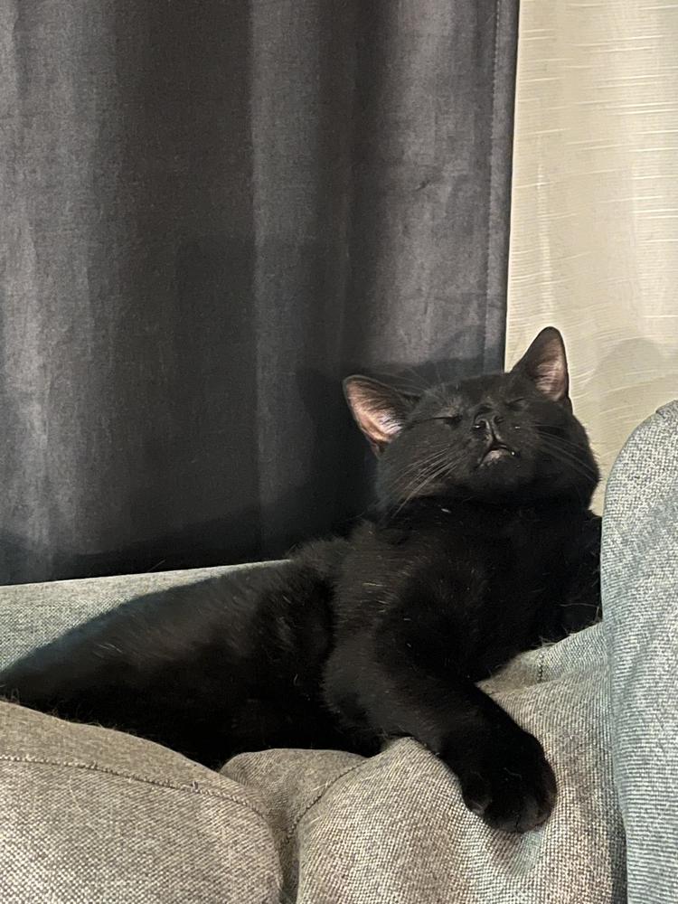 Enlarge Dorian 2022, a Adoptable Domestic Short Hair in Virginia Beach, VA image 4/6